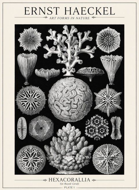 Ernst Haeckel Hexacoralla – Six-rayed Corals No5 - Póster