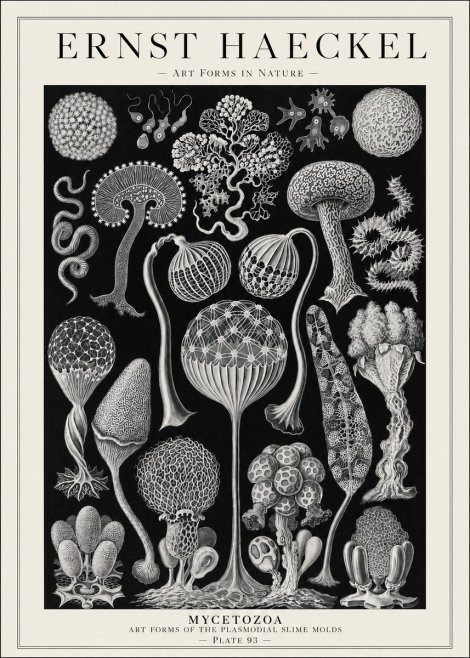 Ernst Haeckel Mycetozoa No1 - Póster