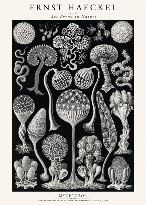 Ernst Haeckel Mycetozoa No2 - Póster