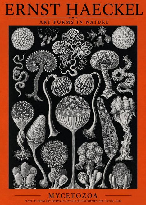 Ernst Haeckel Mycetozoa No3 - Póster