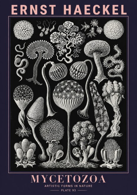 Ernst Haeckel Mycetozoa No6 - Póster