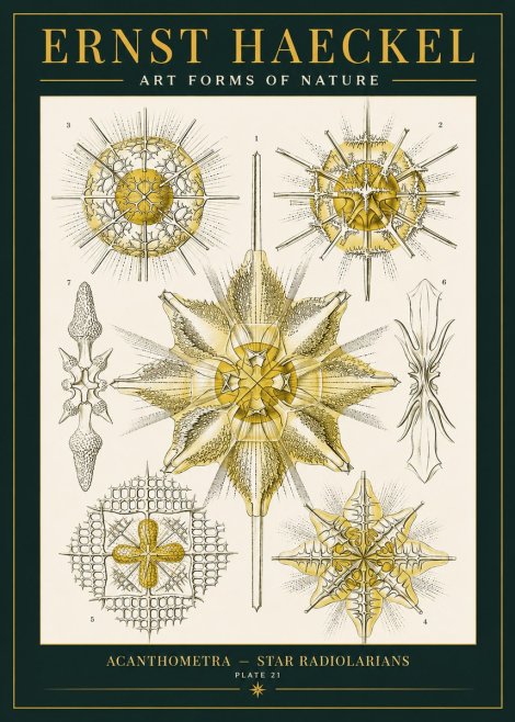 Ernst Haeckel Acanthometra - Star Radiolarians No2 - Póster