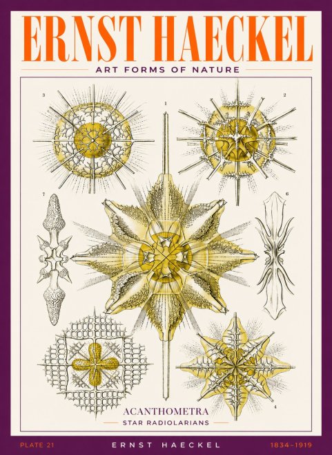 Ernst Haeckel Acanthometra - Star Radiolarians No3 - Póster