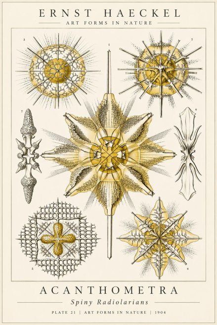Ernst Haeckel Acanthometra - Star Radiolarians No6 - Póster