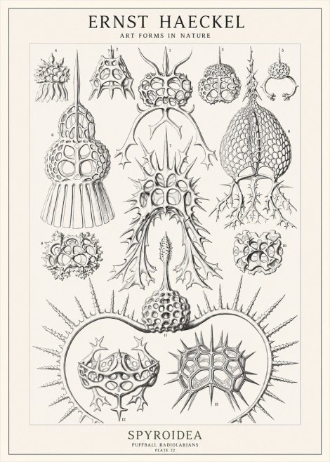 Ernst Haeckel Spyroidea - Puffball Radiolarians - Plate 22 No1 - Póster