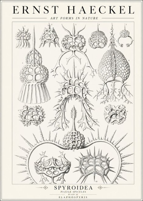 Ernst Haeckel Spyroidea - Puffball Radiolarians - Plate 22 No2 - Póster
