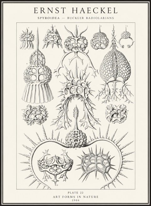Ernst Haeckel Spyroidea - Puffball Radiolarians - Plate 22 No4 - Póster
