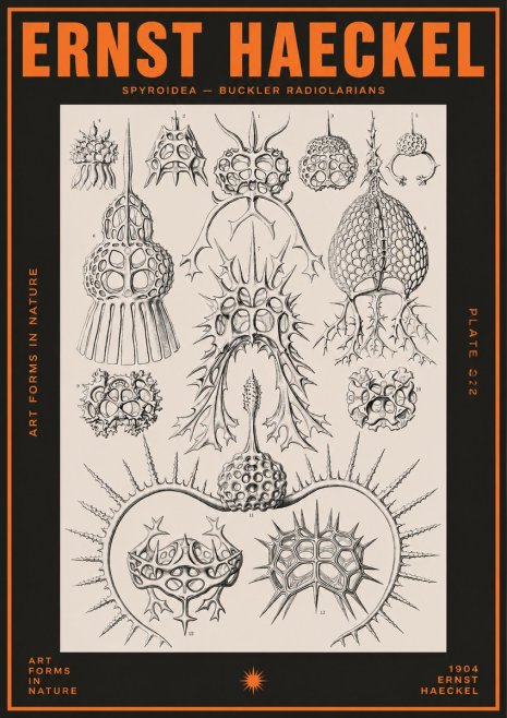 Ernst Haeckel Spyroidea - Puffball Radiolarians - Plate 22 No5 - Póster