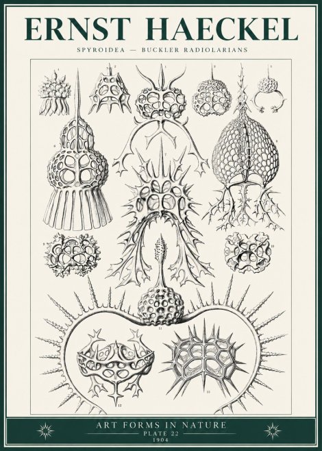 Ernst Haeckel Spyroidea - Puffball Radiolarians - Plate 22 No6 - Póster