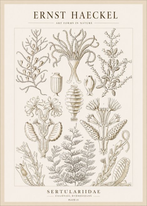 Ernst Haeckel Sertulariidae No1 - Póster