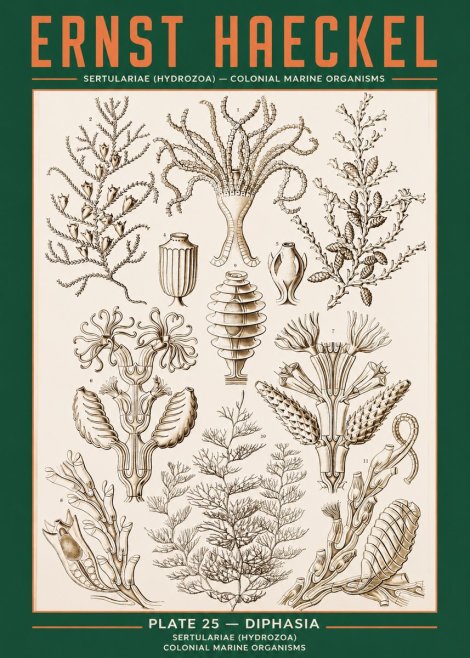 Ernst Haeckel Sertulariidae No3 - Póster