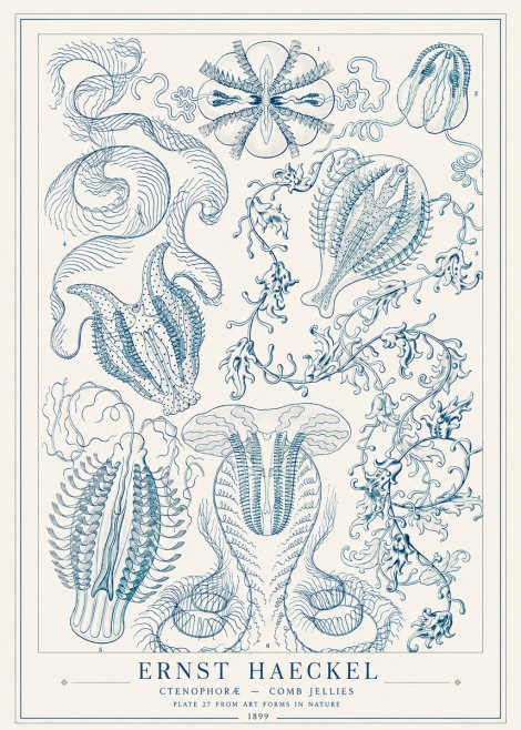Ernst Haeckel Ctenophoræ – Comb Jellies No1 - Póster