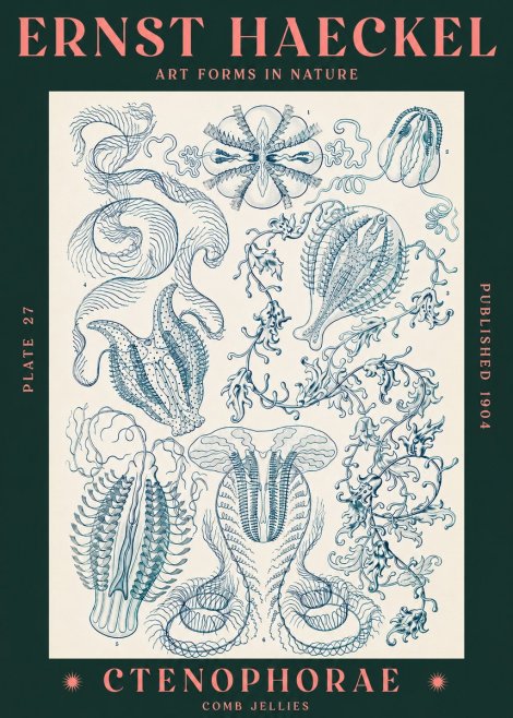 Ernst Haeckel Ctenophoræ – Comb Jellies No3 - Póster