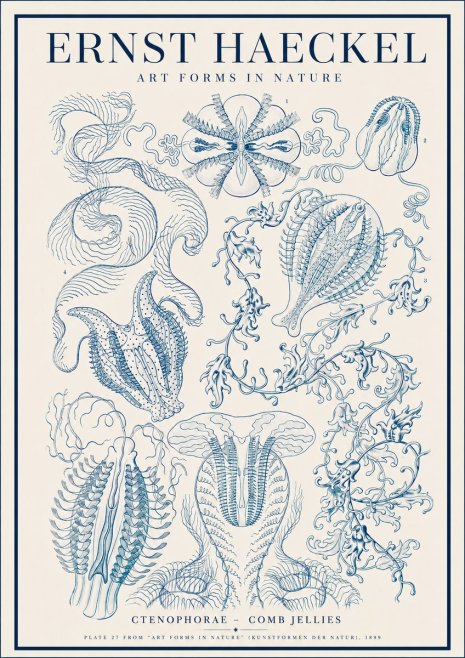 Ernst Haeckel Ctenophoræ – Comb Jellies No4 - Póster