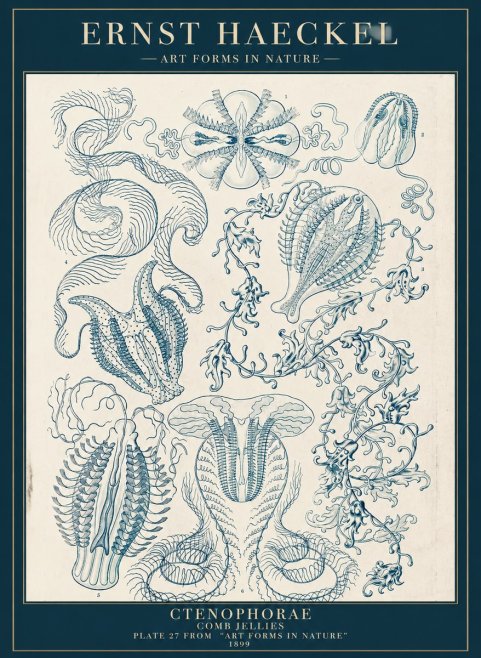 Ernst Haeckel Ctenophoræ – Comb Jellies No5 - Póster