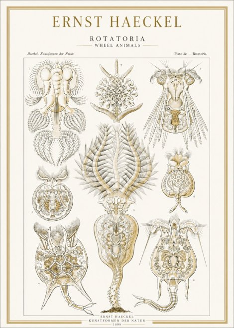 Ernst Haeckel Rotatoria - Wheel Animals No1 - Póster