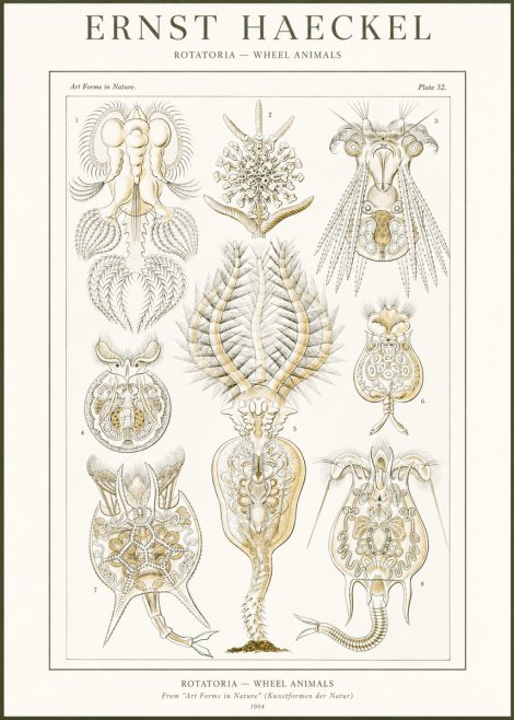 Ernst Haeckel Rotatoria - Wheel Animals No2 - Póster