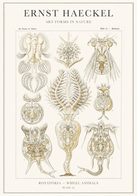 Ernst Haeckel Rotatoria - Wheel Animals No3 - Póster