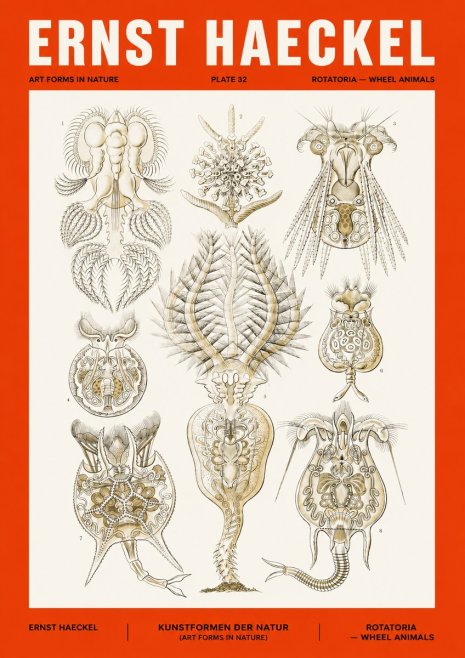Ernst Haeckel Rotatoria - Wheel Animals No4 - Póster