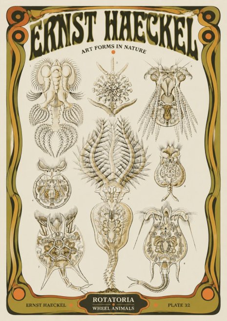 Ernst Haeckel Rotatoria - Wheel Animals No5 - Póster