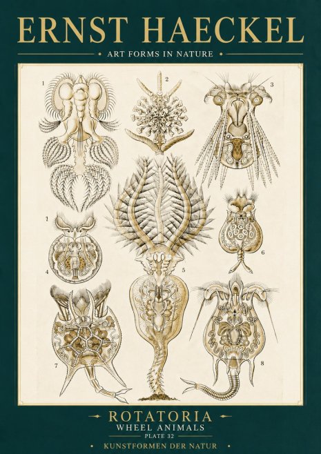 Ernst Haeckel Rotatoria - Wheel Animals No6 - Póster