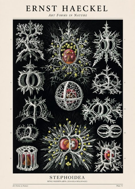 Ernst Haeckel Stephoidea No1 - Póster