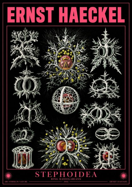 Ernst Haeckel Stephoidea No4 - Póster