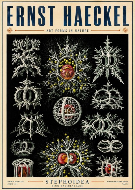 Ernst Haeckel Stephoidea No5 - Póster