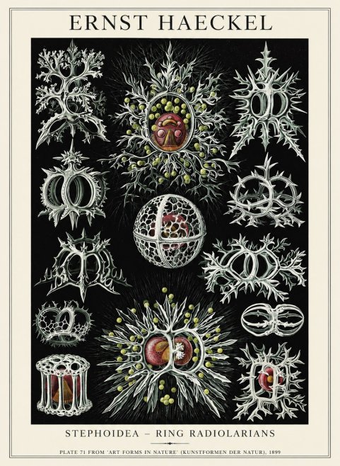 Ernst Haeckel Stephoidea No6 - Póster