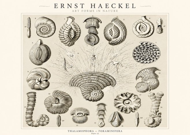 Ernst Haeckel Thalamophora – Foraminifera Plate 12 No1 - Póster