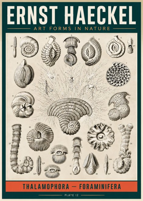 Ernst Haeckel Thalamophora – Foraminifera Plate 12 No2 - Póster