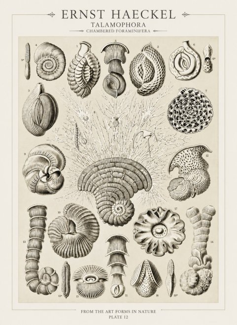 Ernst Haeckel Thalamophora – Foraminifera Plate 12 No3 - Póster