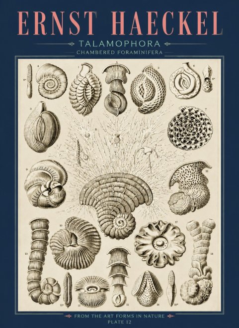 Ernst Haeckel Thalamophora – Foraminifera Plate 12 No4 - Póster