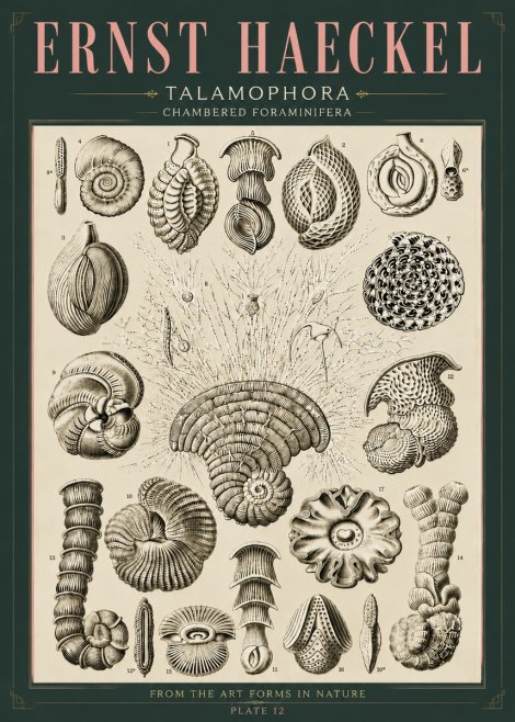Ernst Haeckel Thalamophora – Foraminifera Plate 12 No6 - Póster