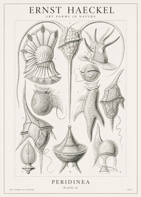Ernst Haeckel Peridinea No1 - Póster
