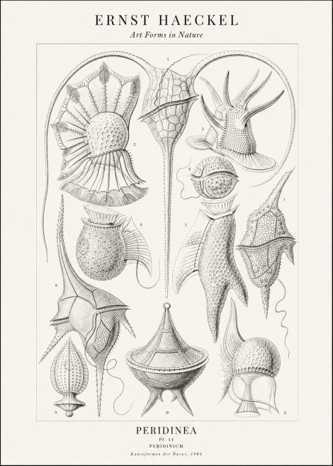 Ernst Haeckel Peridinea No2 - Póster