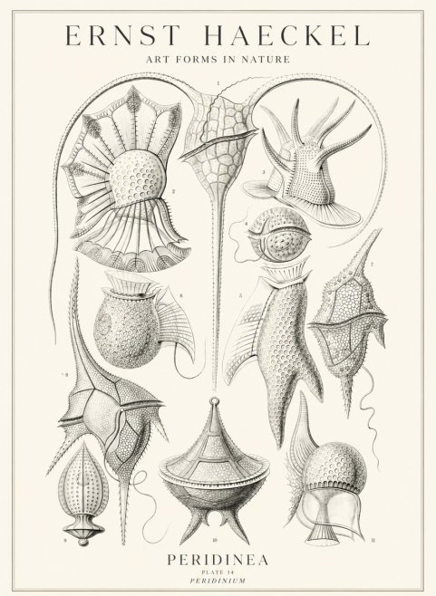 Ernst Haeckel Peridinea No3 - Póster
