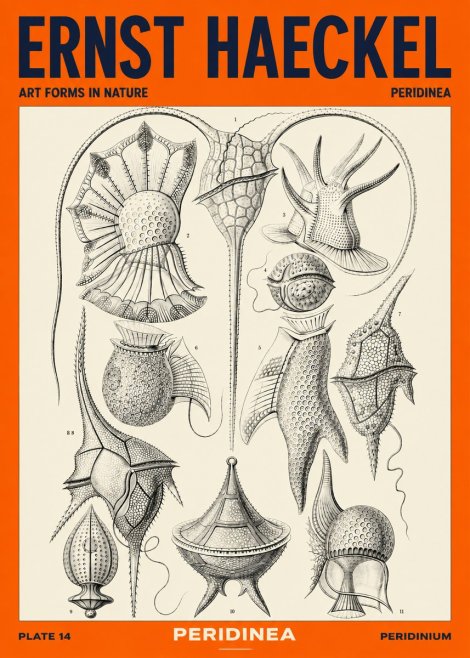 Ernst Haeckel Peridinea No4 - Póster