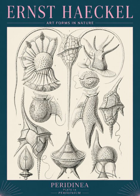 Ernst Haeckel Peridinea No5 - Póster