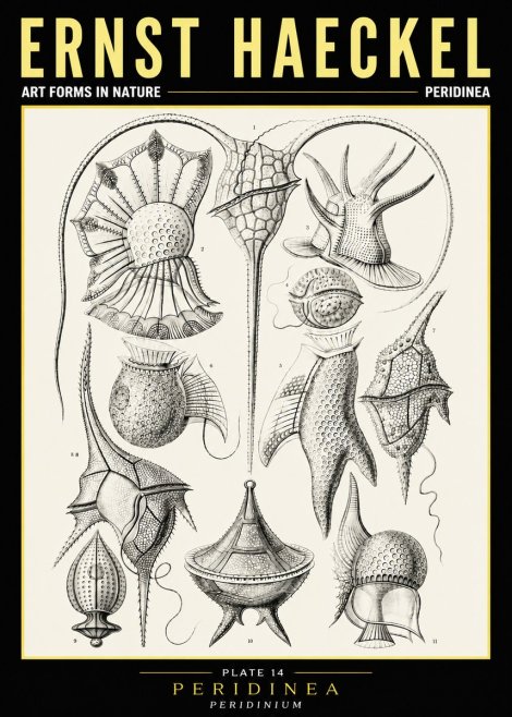 Ernst Haeckel Peridinea No6 - Póster