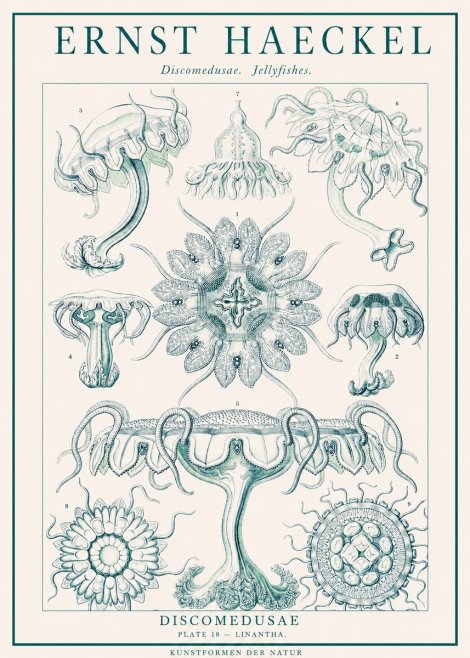 Ernst Haeckel Discomedusae. Jellyfishes. No1 - Póster