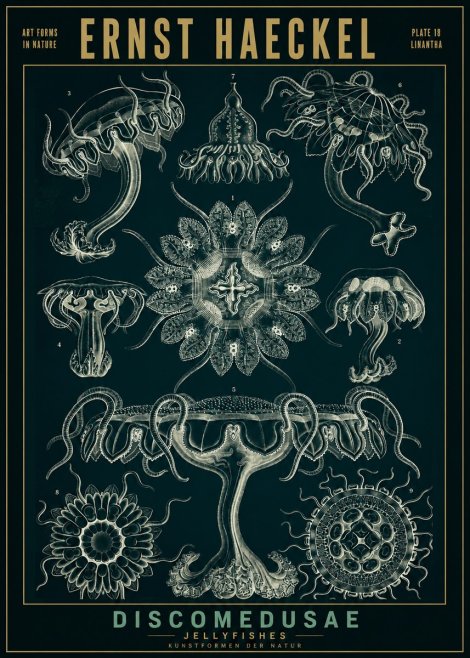 Ernst Haeckel Discomedusae. Jellyfishes. No2 - Póster