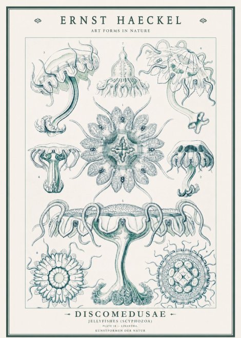 Ernst Haeckel Discomedusae. Jellyfishes. No3 - Póster