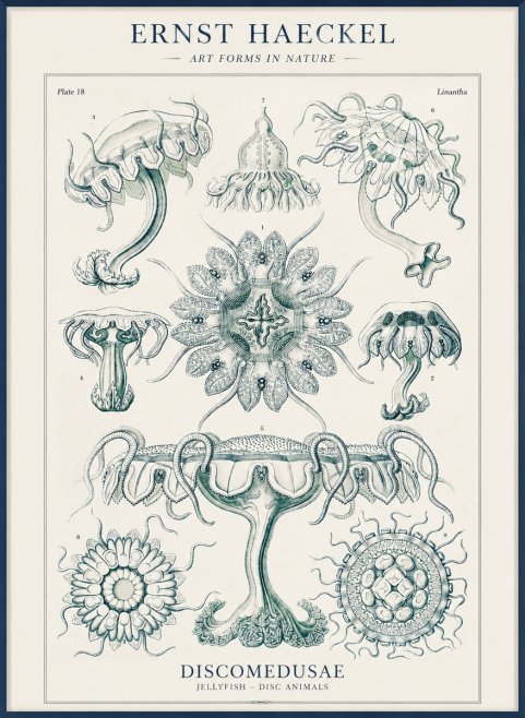 Ernst Haeckel Discomedusae. Jellyfishes. No4 - Póster