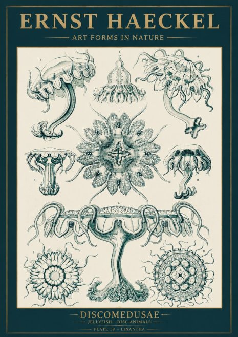 Ernst Haeckel Discomedusae. Jellyfishes. No5 - Póster