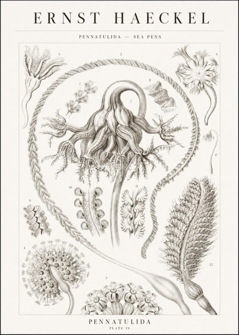 Ernst Haeckel Pennatulida - Sea Pens No1 - Póster