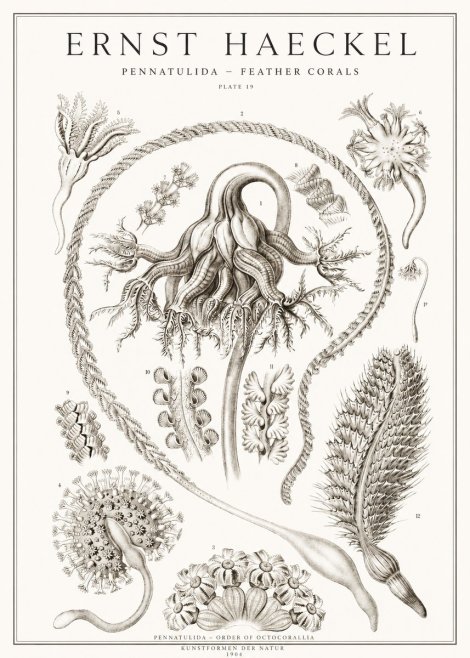 Ernst Haeckel Pennatulida - Sea Pens No2 - Póster