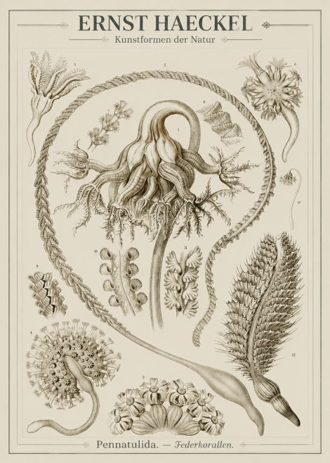 Ernst Haeckel Pennatulida - Sea Pens No3 - Póster
