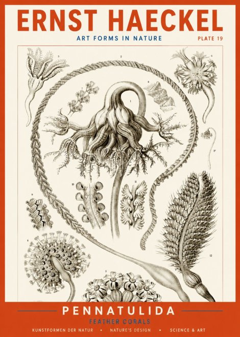 Ernst Haeckel Pennatulida - Sea Pens No4 - Póster
