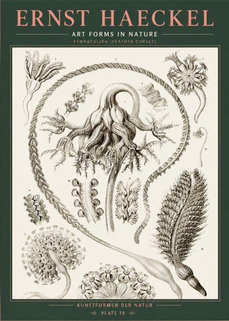 Ernst Haeckel Pennatulida - Sea Pens No5 - Póster